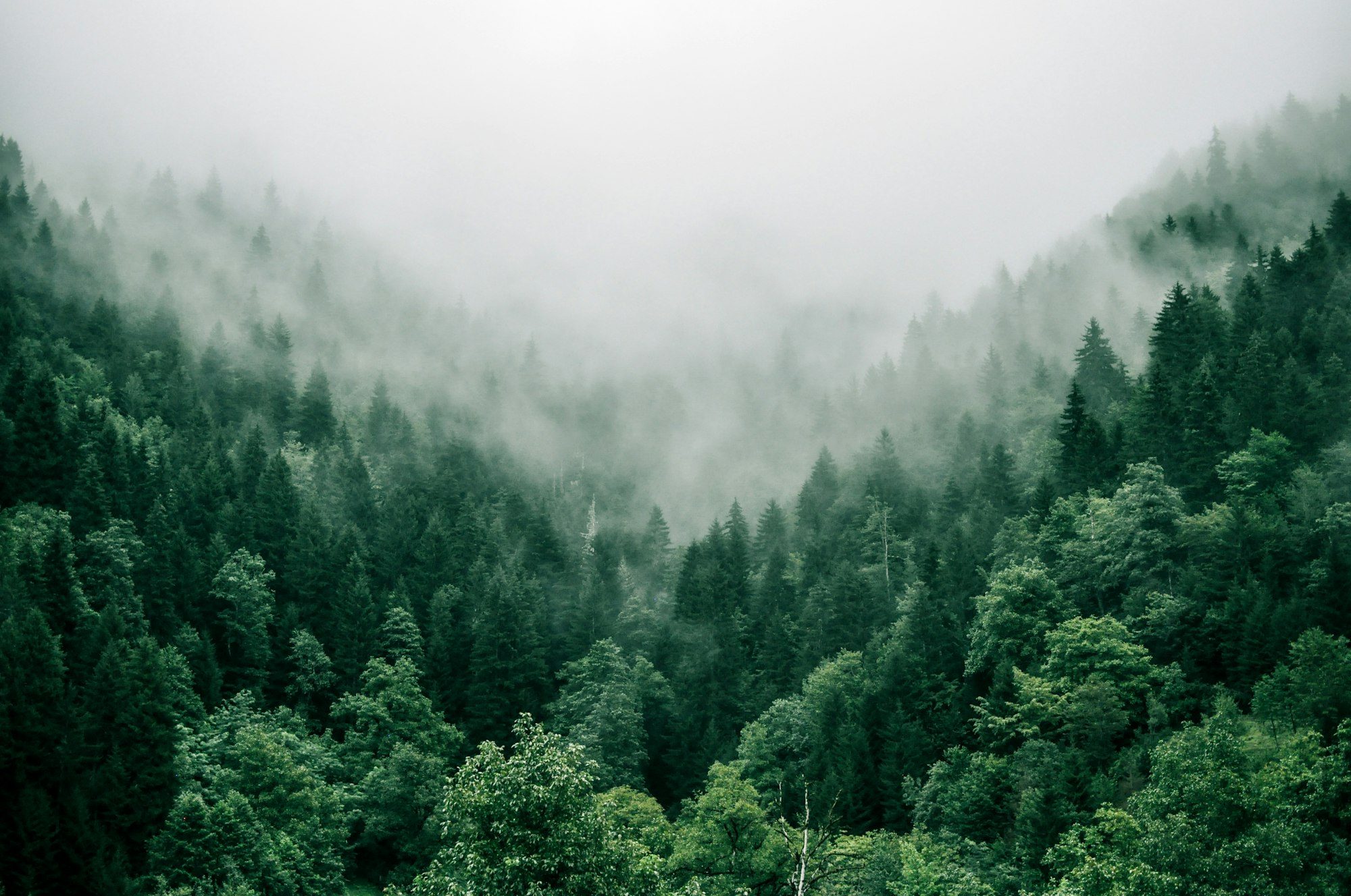 Forêt coniférienne dans la brume
